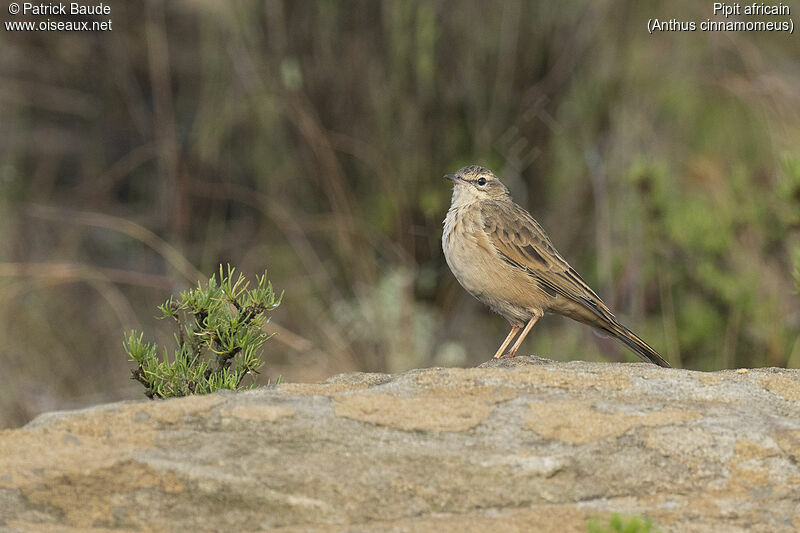 African Pipitadult