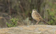 Pipit africain