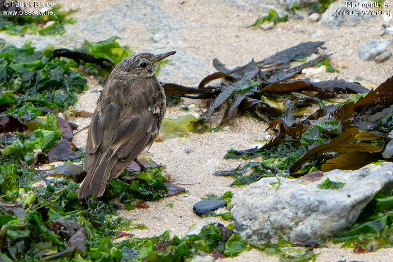 European Rock Pipitadult transition