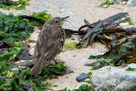 European Rock Pipit