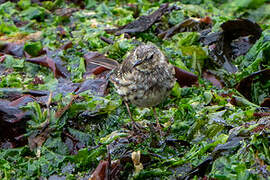 European Rock Pipit