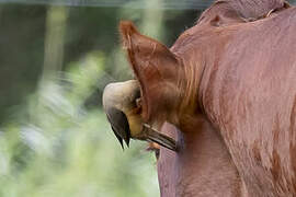 Red-billed Oxpecker