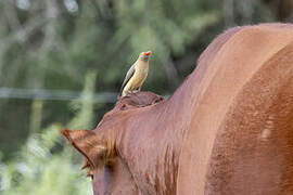 Red-billed Oxpecker