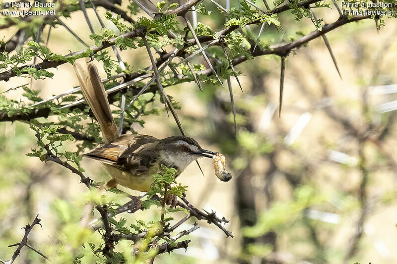 Prinia à plastronadulte