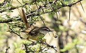 Prinia à plastron