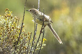 Prinia du Karroo