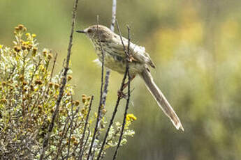 Prinia du Karroo