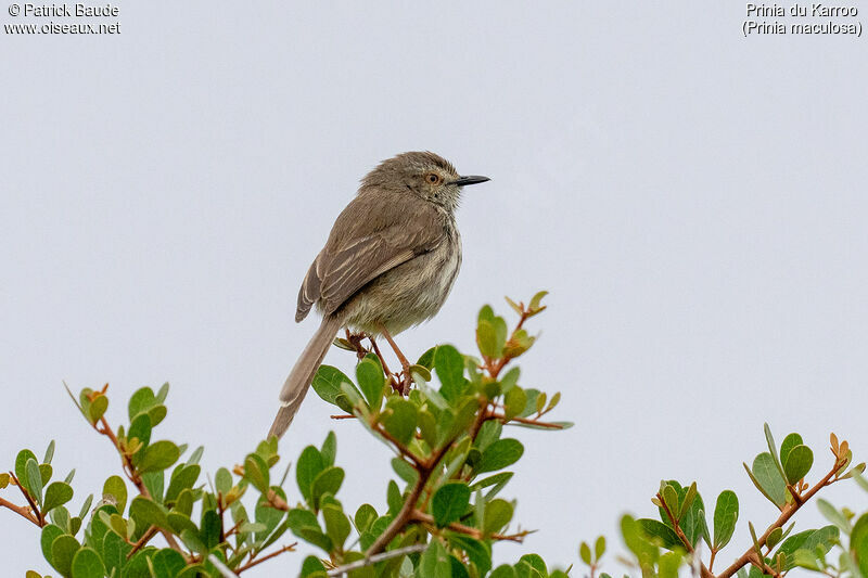 Prinia du Karrooadulte