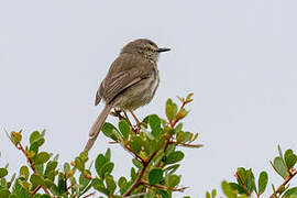 Prinia du Karroo