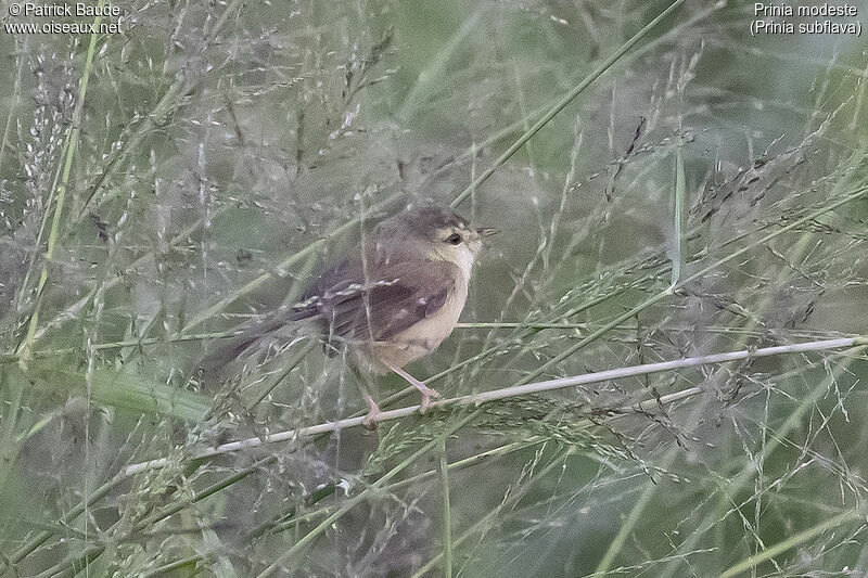 Tawny-flanked Priniaadult