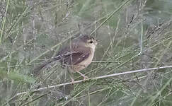 Prinia modeste