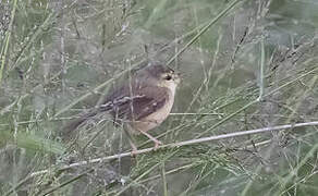 Tawny-flanked Prinia