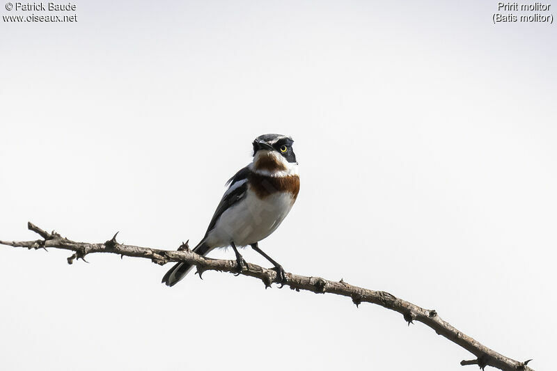 Chinspot Batis female adult