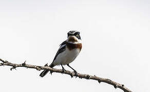 Chinspot Batis