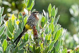 Cape Sugarbird