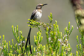 Cape Sugarbird