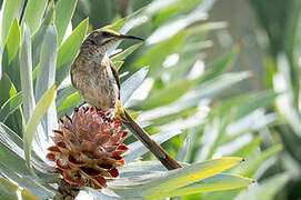 Cape Sugarbird