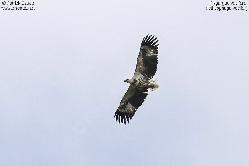 African Fish Eagleimmature