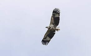 African Fish Eagle