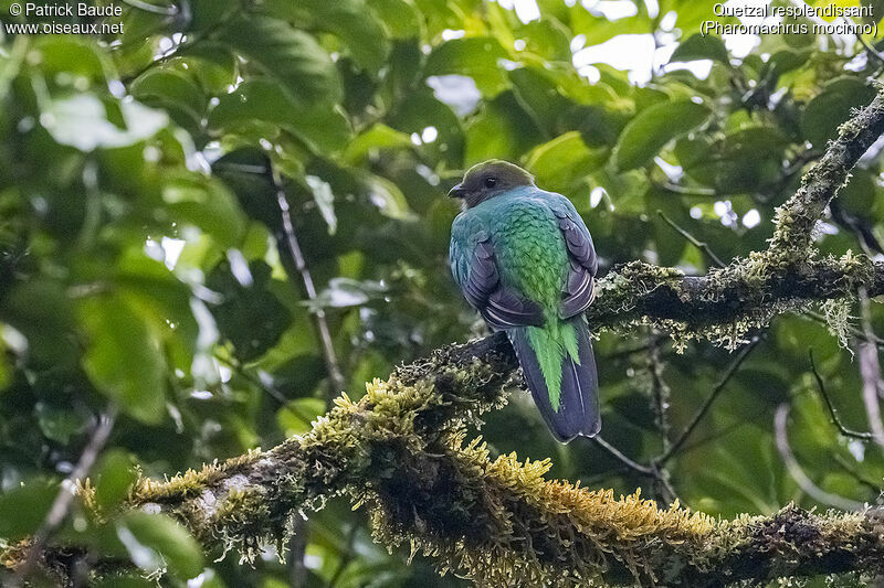 Resplendent Quetzal female adult