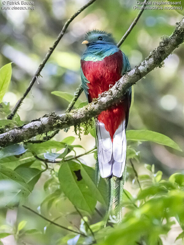 Resplendent Quetzal male adult