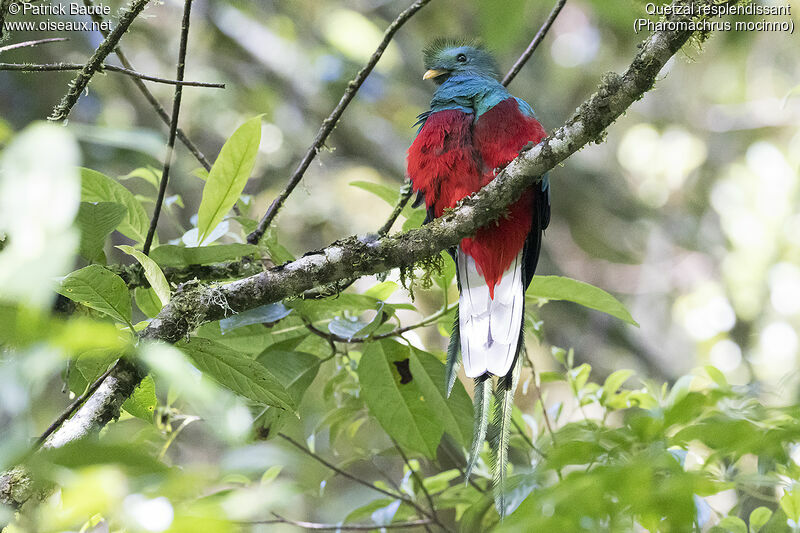 Quetzal resplendissant mâle adulte