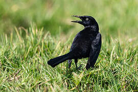 Greater Antillean Grackle