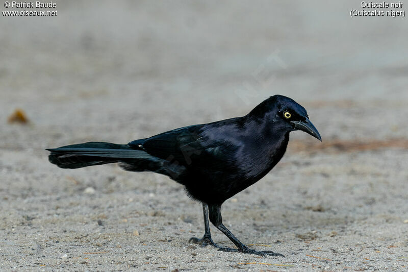 Greater Antillean Grackleadult