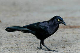 Greater Antillean Grackle