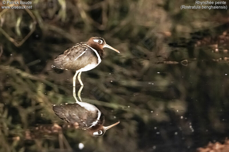 Greater Painted-snipeadult