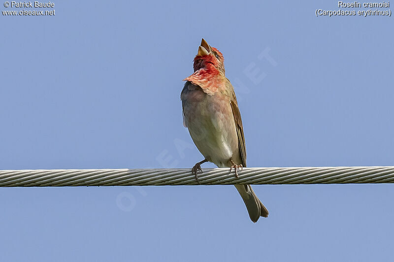 Common Rosefinch male adult breeding