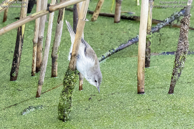 Lesser Swamp Warbleradult