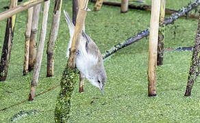 Lesser Swamp Warbler