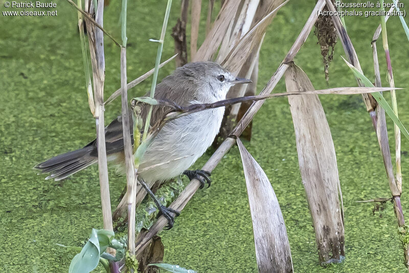 Lesser Swamp Warbleradult