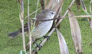 Lesser Swamp Warbler