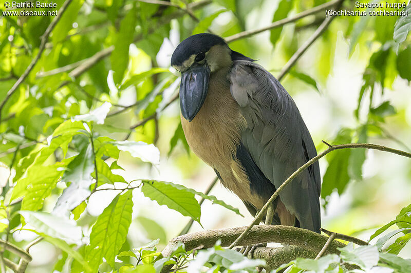 Boat-billed Heron