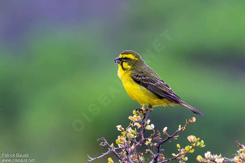 Serin de Sainte-Hélène mâle adulte, identification