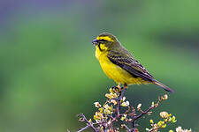 Serin de Sainte-Hélène