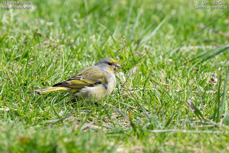 Serin du Cap mâle adulte