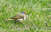 Serin du Cap