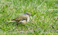 Serin du Cap