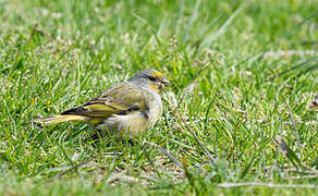 Cape Canary