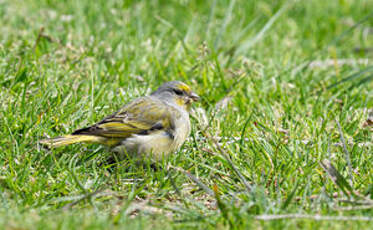 Serin du Cap