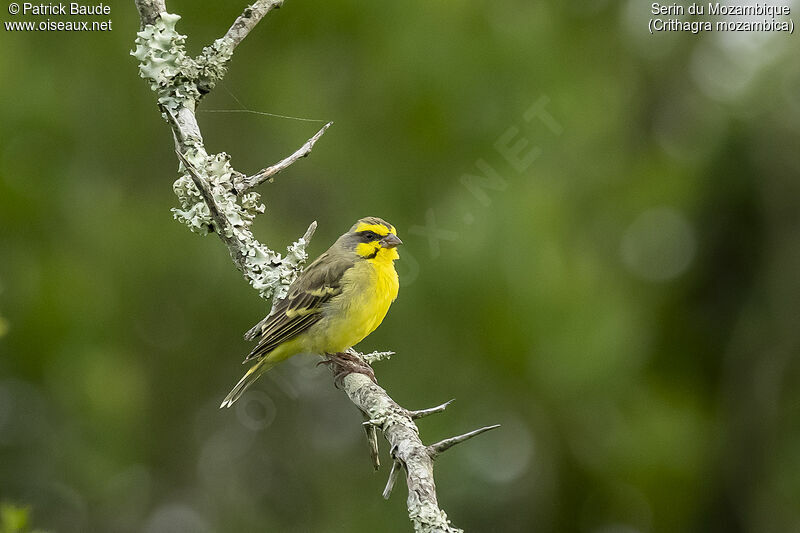 Serin du Mozambiqueadulte