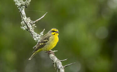 Serin du Mozambique