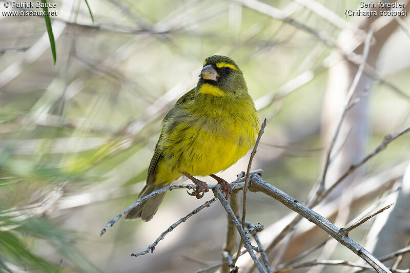 Serin forestier mâle adulte