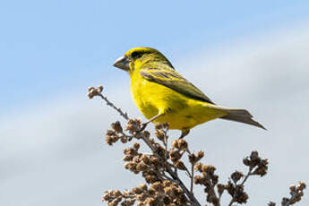 Serin soufré