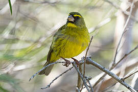 Serin soufré