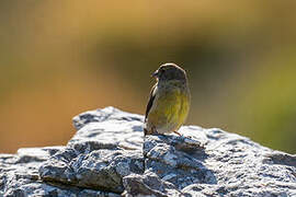 Cape Siskin