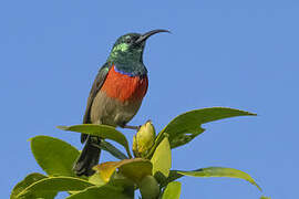 Greater Double-collared Sunbird